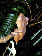 Polypedates pseudotilophus