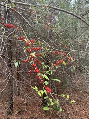 Ilex decidua