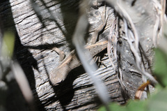 Sceloporus virgatus