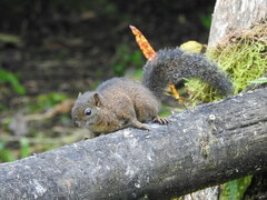 Microsciurus flaviventer