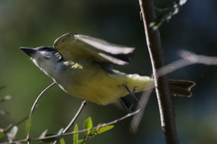 Tyrannus crassirostris