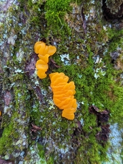 Dacrymyces chrysospermus
