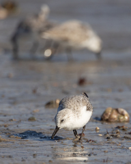 Calidris alba