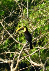 Ramphastos ambiguus
