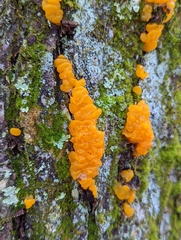 Dacrymyces chrysospermus
