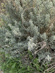 Mercurialis tomentosa