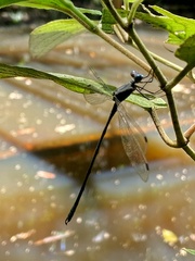 Odonata