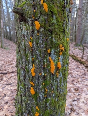 Dacrymyces chrysospermus