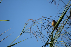 Sporophila morelleti