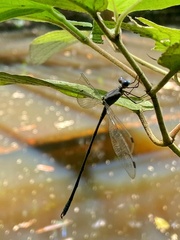 Odonata