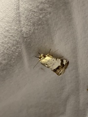 Acontia trychaenoides