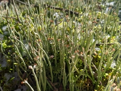 Cladonia maxima