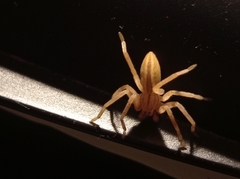 Micrommata virescens