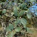 Blue Oak - Photo (c) kevinhintsa, some rights reserved (CC BY-NC), uploaded by kevinhintsa