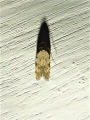 Taygete attributella