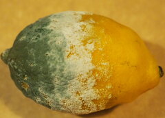 Penicillium