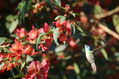 Saucerottia cyanocephala