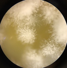 Penicillium