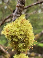 Ulota crispa