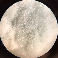 Penicillium