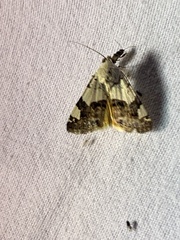 Acontia trychaenoides