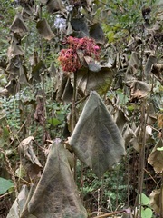 Clerodendrum bungei
