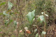 Eucalyptus obliqua