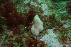 Aplidium