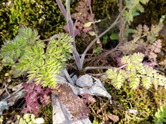 Chaerophyllum tainturieri