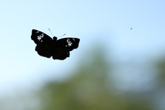 Quadrus lugubris lugubris