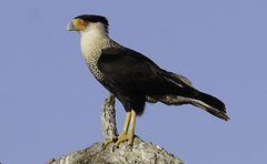 Caracara plancus cheriway