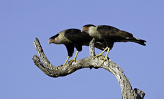 Caracara plancus cheriway