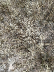 Eragrostis lehmanniana