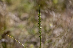 Microtis arenaria
