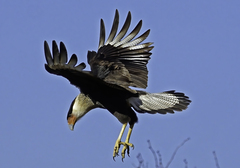 Caracara plancus cheriway