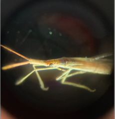 Stenodema trispinosum