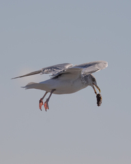Larus argentatus