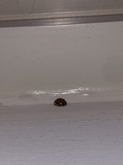 Harmonia axyridis
