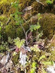 Chaerophyllum tainturieri