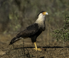 Caracara plancus cheriway