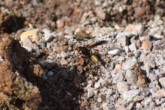 Polistes comanchus