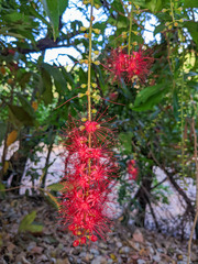 Barringtonia acutangula
