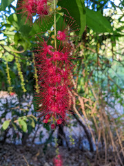 Barringtonia acutangula