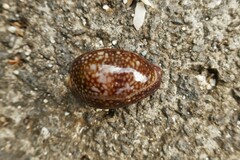 Monetaria caputserpentis