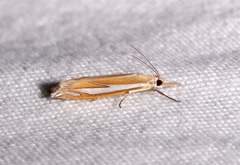 Crambus satrapellus