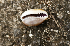 Monetaria caputserpentis