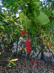 Barringtonia acutangula