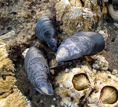 Mytilus trossulus