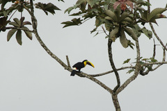 Ramphastos ambiguus