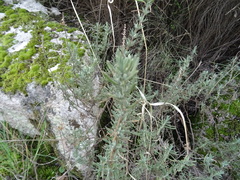 Lavandula pedunculata